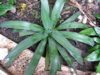 Weber Blue Agave Plant in Orlando